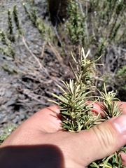 Baccharis grisebachii