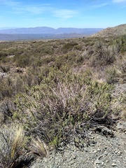 Baccharis grisebachii