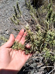 Baccharis grisebachii