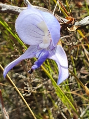 Disa purpurascens