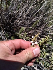 Baccharis grisebachii