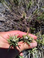 Baccharis grisebachii