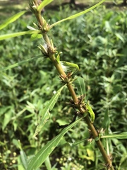Hygrophila costata