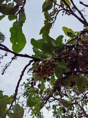 Curatella