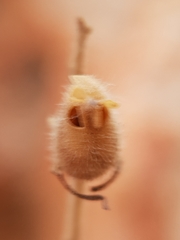 Plantaginaceae