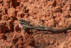 Mastigodryas boddaerti