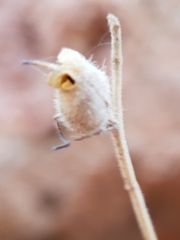 Plantaginaceae