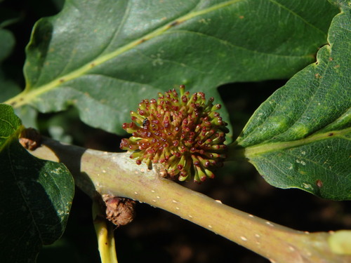 Hedgehog Gall Wasp