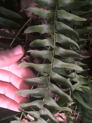 Polystichum acrostichoides