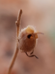 Plantaginaceae