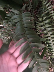 Polystichum acrostichoides