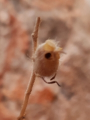 Plantaginaceae
