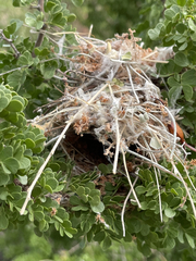Auriparus flaviceps