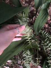 Polystichum acrostichoides