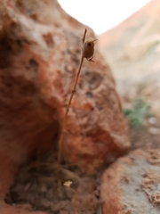 Plantaginaceae