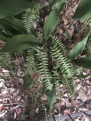Polystichum acrostichoides