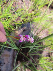 Disperis paludosa