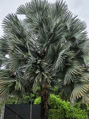 Bismarckia