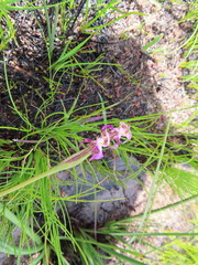 Disperis paludosa