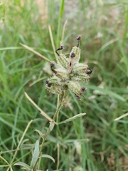 Plumbago europaea image