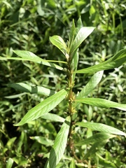 Hygrophila costata