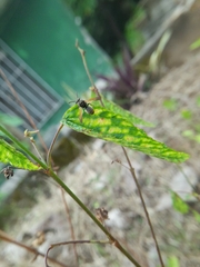 Pachodynerus nasidens