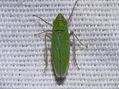 Draeculacephala inscripta
