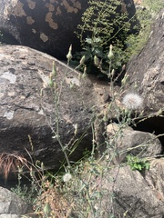 Rafinesquia californica