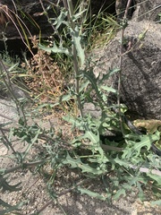 Rafinesquia californica