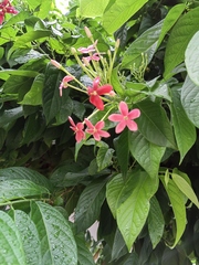 Combretum
