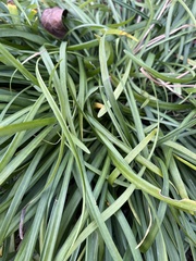 Ophiopogoneae
