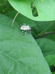 Anasa