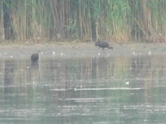 Plegadis falcinellus