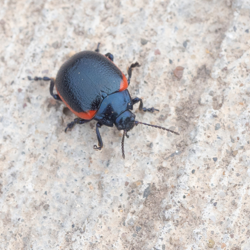 Chrysolina rossia