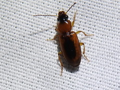 Stenolophus dissimilis