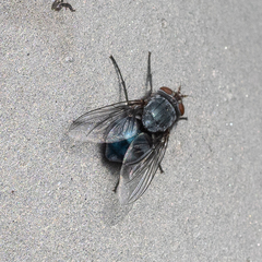 Calliphora