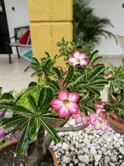 Adenium