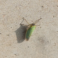 Cicadella