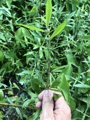 Hygrophila costata