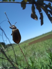 Lagria villosa