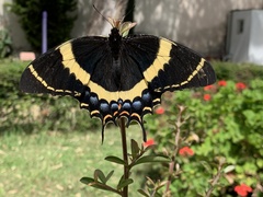 Papilio garamas