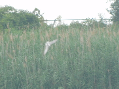 Gelochelidon nilotica
