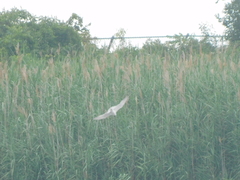 Gelochelidon nilotica
