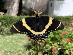 Papilio garamas