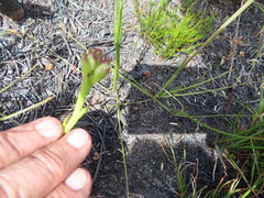 Disa bivalvata