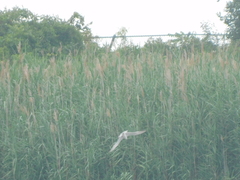 Gelochelidon nilotica