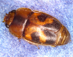 Epuraea ocularis