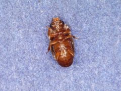 Epuraea ocularis