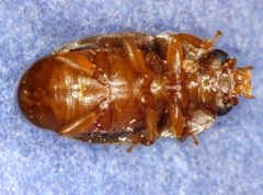 Epuraea ocularis