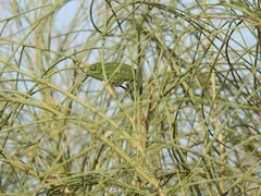Chamaeleo chamaeleon chamaeleon